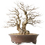 Carpinus coreana, 44 cm, ± 50 jaar oud