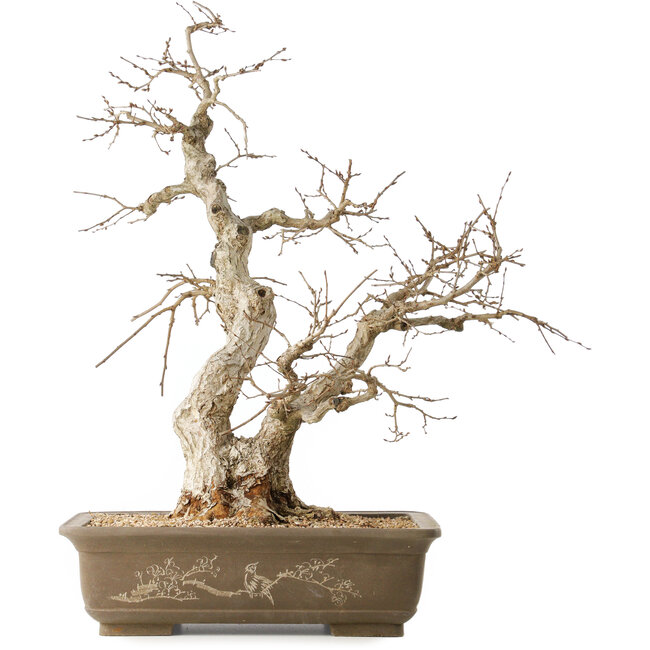 Carpinus coreana, 63 cm, ± 50 años