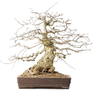 Carpinus coreana, 44 cm, ± 40 jaar oud