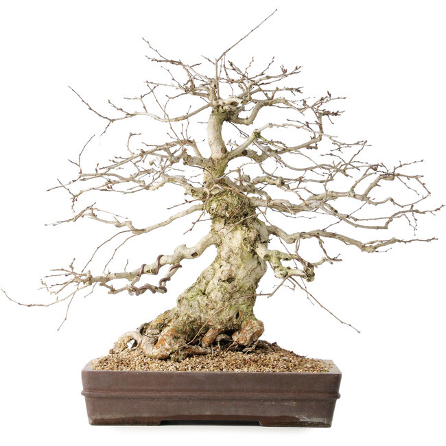 Carpinus coreana, 44 cm, ± 40 jaar oud