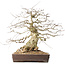 Carpinus coreana, 44 cm, ± 40 jaar oud