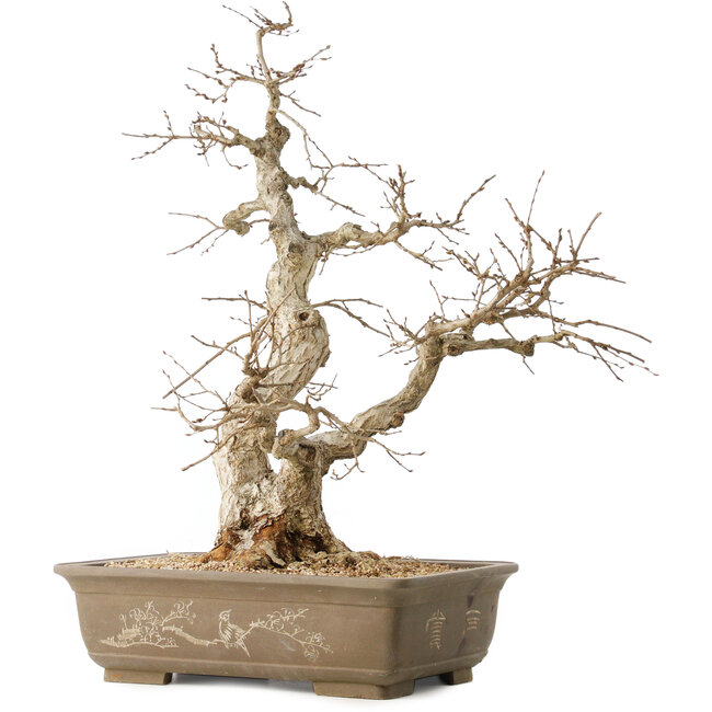 Carpinus coreana, 63 cm, ± 50 anni