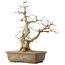 Carpinus coreana, 63 cm, ± 50 jaar oud