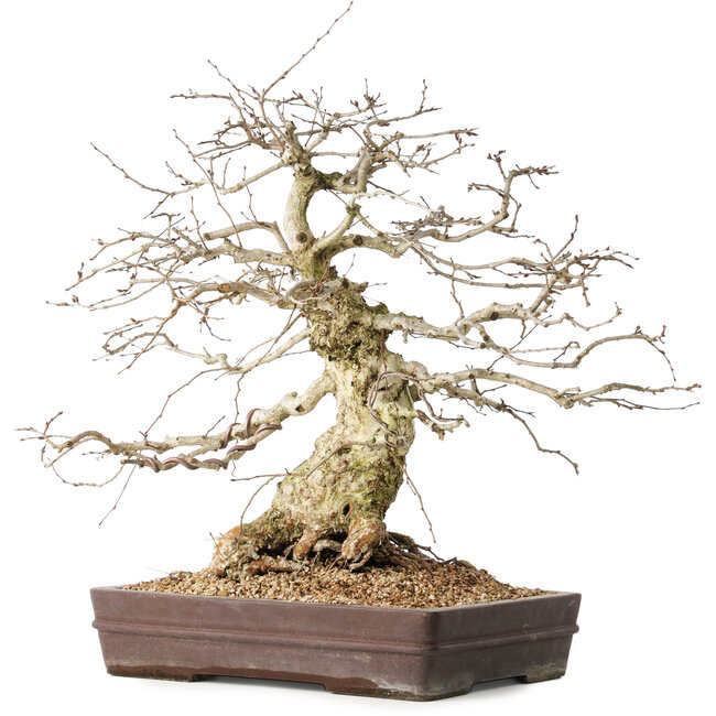 Carpinus coreana, 44 cm, ± 40 anni