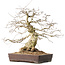 Carpinus coreana, 44 cm, ± 40 jaar oud
