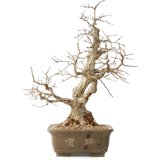 Carpinus coreana, 63 cm, ± 50 years old