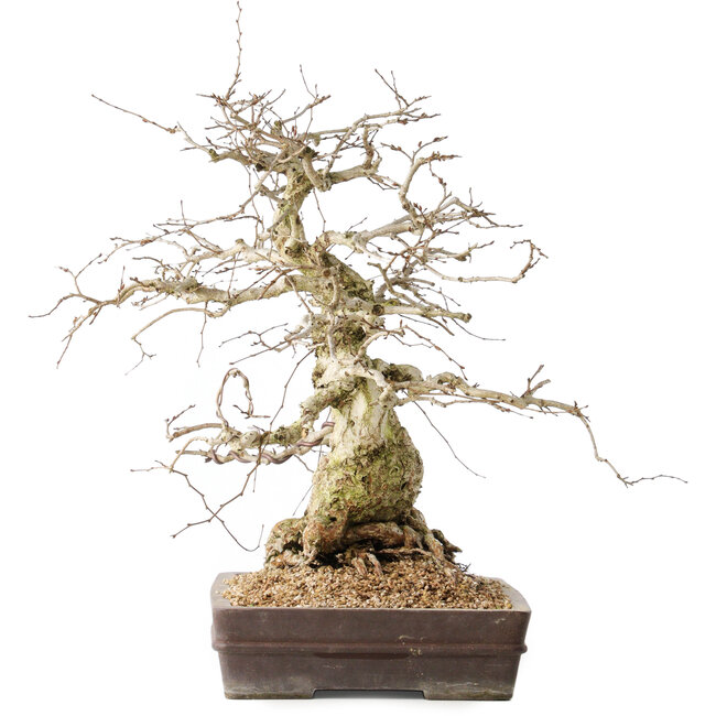 Carpinus coreana, 44 cm, ± 40 anni