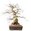 Carpinus coreana, 44 cm, ± 40 Jahre alt