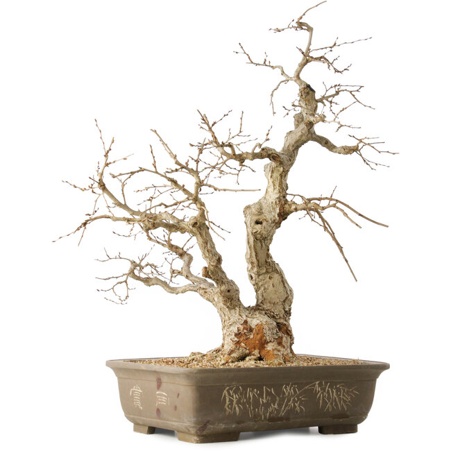 Carpinus coreana, 63 cm, ± 50 ans