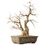 Carpinus coreana, 63 cm, ± 50 jaar oud