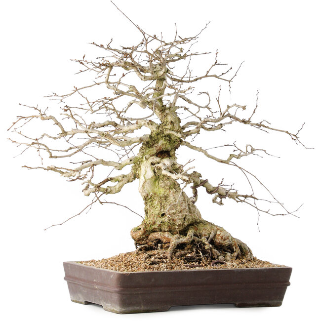 Carpinus coreana, 44 cm, ± 40 Jahre alt
