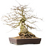 Carpinus coreana, 44 cm, ± 40 jaar oud