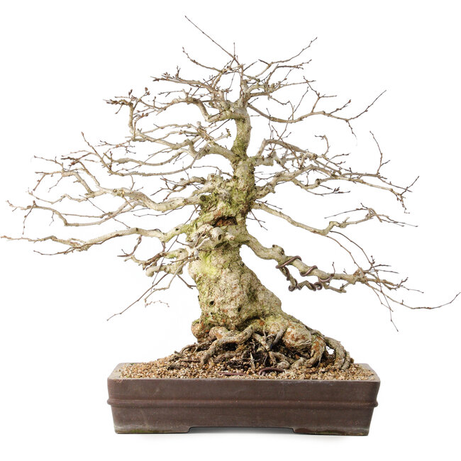 Carpinus coreana, 44 cm, ± 40 anni