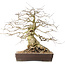 Carpinus coreana, 44 cm, ± 40 jaar oud