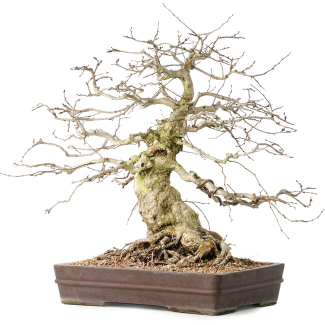 Carpinus coreana, 44 cm, ± 40 Jahre alt