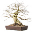 Carpinus coreana, 44 cm, ± 40 jaar oud