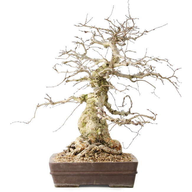 Carpinus coreana, 44 cm, ± 40 ans