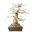 Carpinus coreana, 44 cm, ± 40 jaar oud