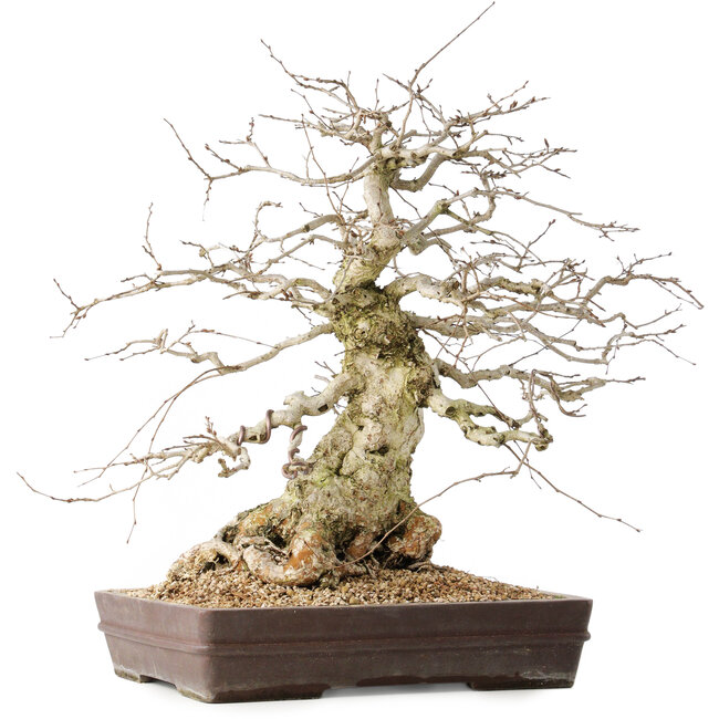Carpinus coreana, 44 cm, ± 40 anni