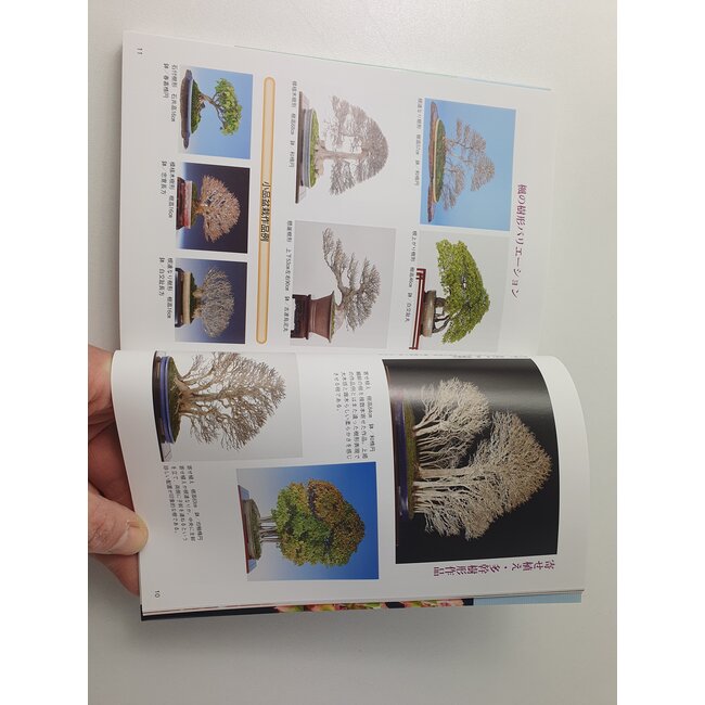 Manuale del bonsai di Acer Buergerianum