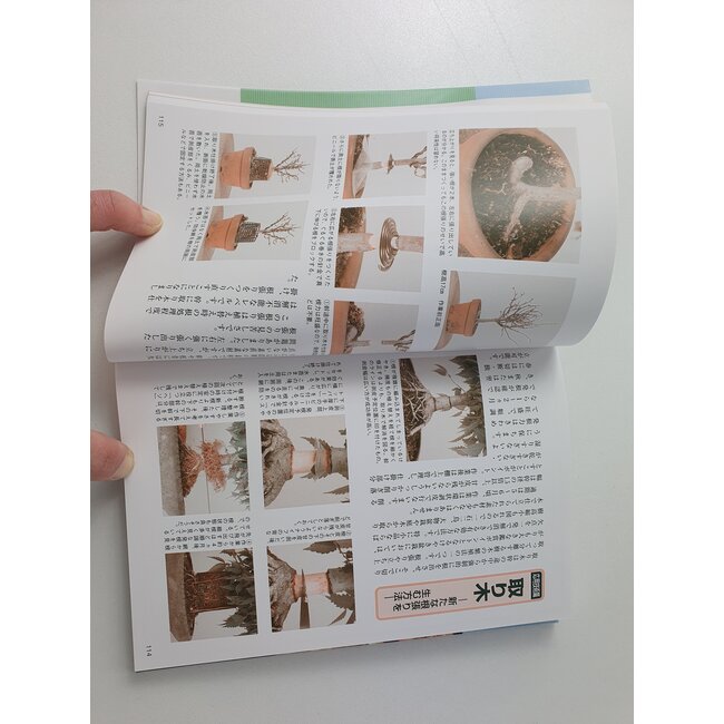 Acer Buergerianum Bonsai Handbuch