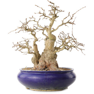 Carpinus coreana, 31 cm, ± 35 jaar oud