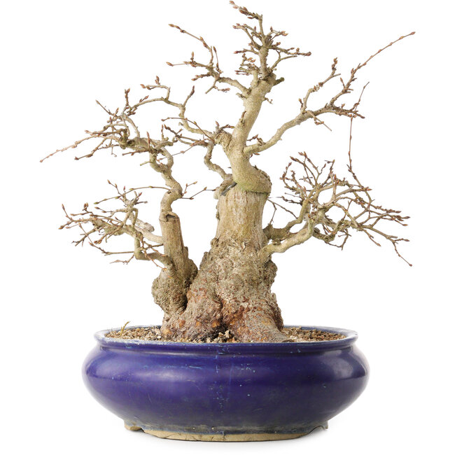 Carpinus coreana, 31 cm, ± 35 Jahre alt, mit einem Nebari von 14 cm