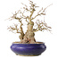 Carpinus coreana, 31 cm, ± 35 jaar oud, met een nebari van 14 cm