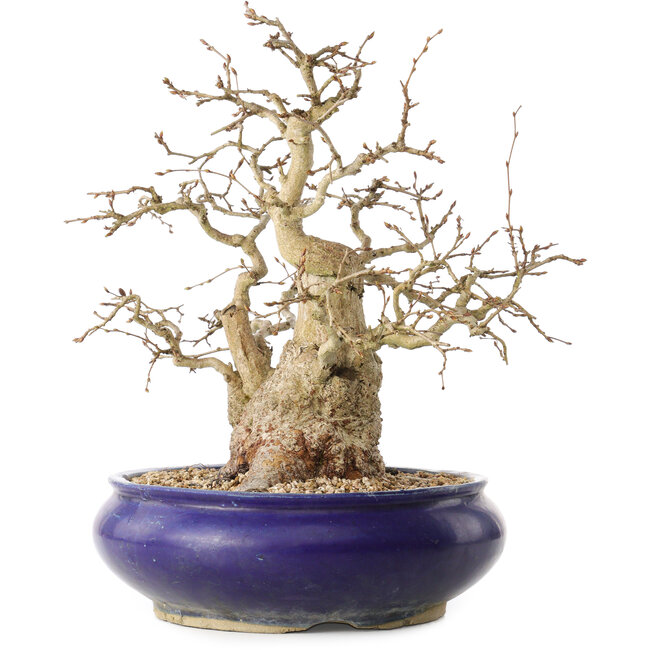 Carpinus coreana, 31 cm, ± 35 years old, with a nebari of 14 cm
