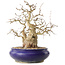 Carpinus coreana, 31 cm, ± 35 Jahre alt, mit einem Nebari von 14 cm