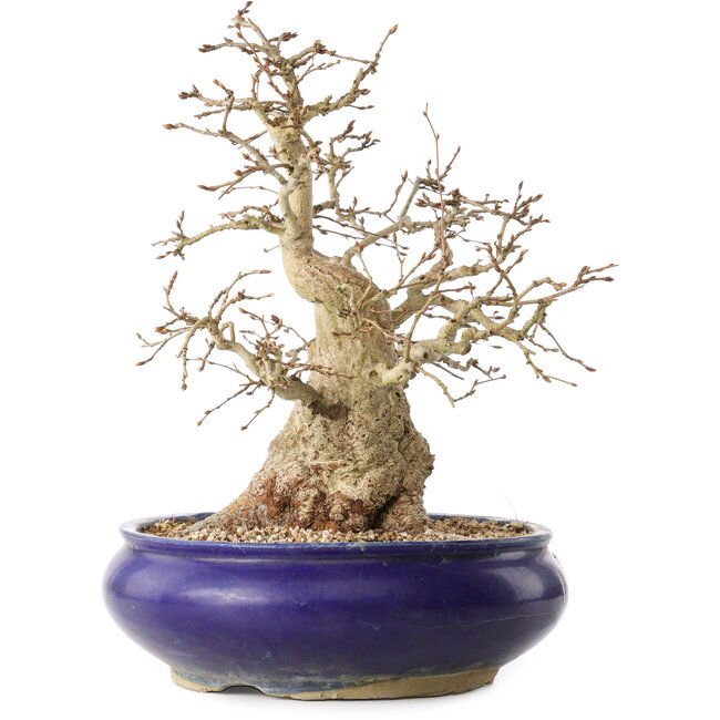 Carpinus coreana, 31 cm, ± 35 jaar oud, met een nebari van 14 cm