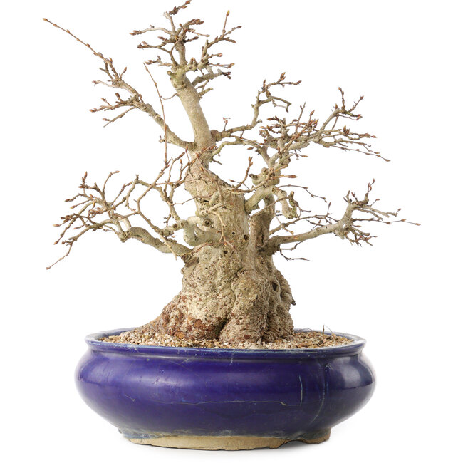 Carpinus coreana, 31 cm, ± 35 jaar oud, met een nebari van 14 cm