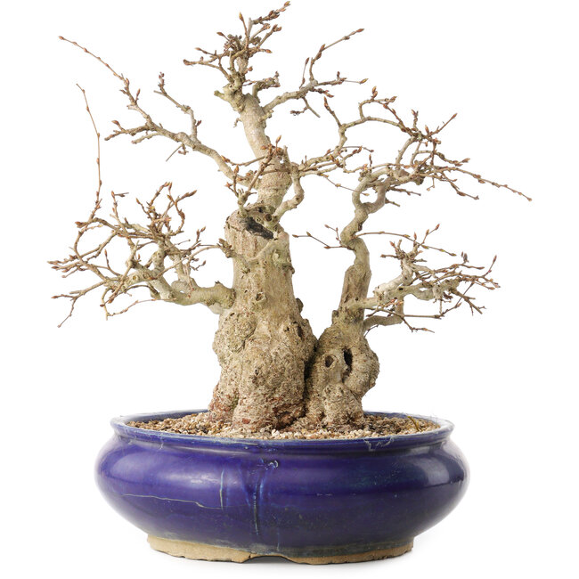 Carpinus coreana, 31 cm, ± 35 ans, avec un nebari de 14 cm