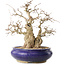 Carpinus coreana, 31 cm, ± 35 jaar oud, met een nebari van 14 cm