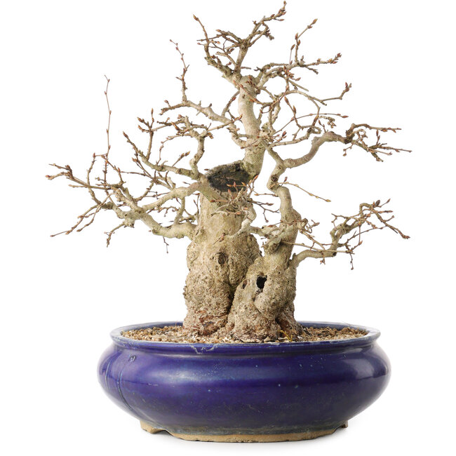 Carpinus coreana, 31 cm, ± 35 jaar oud, met een nebari van 14 cm