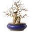 Carpinus coreana, 31 cm, ± 35 ans, avec un nebari de 14 cm