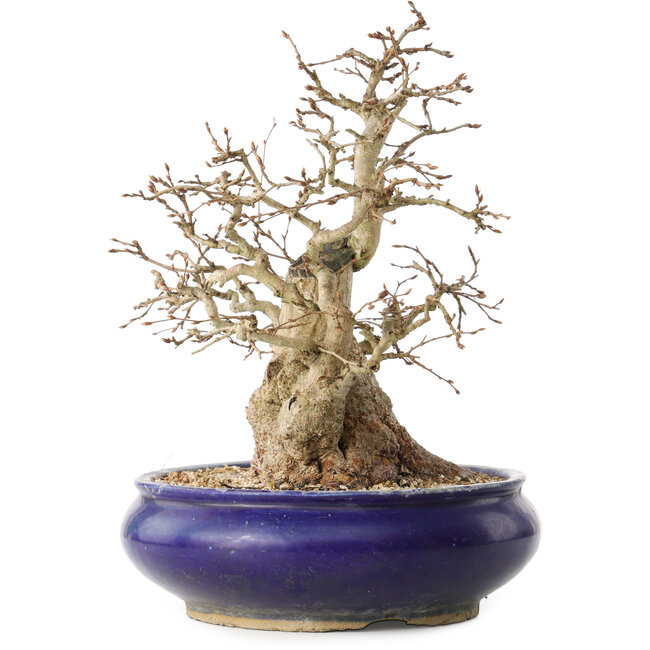 Carpinus coreana, 31 cm, ± 35 jaar oud, met een nebari van 14 cm