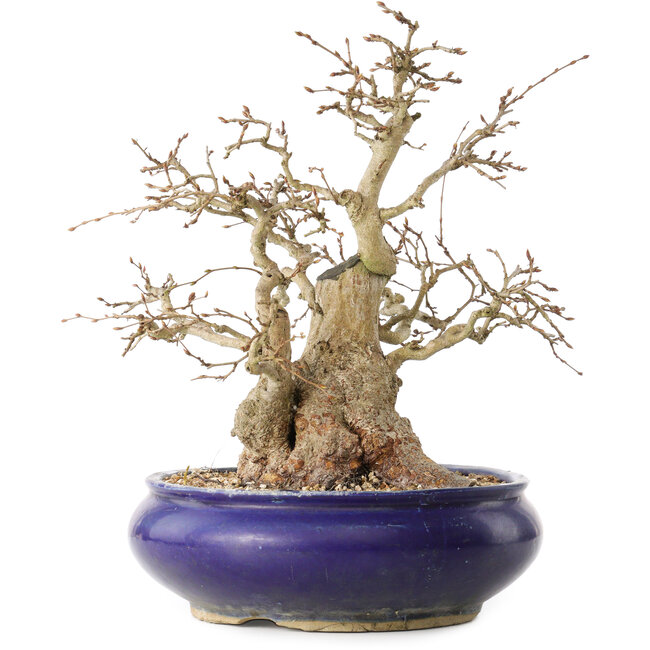 Carpinus coreana, 31 cm, ± 35 Jahre alt, mit einem Nebari von 14 cm