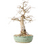 Carpinus coreana, 33 cm, ± 30 jaar oud, met een nebari van 9 cm