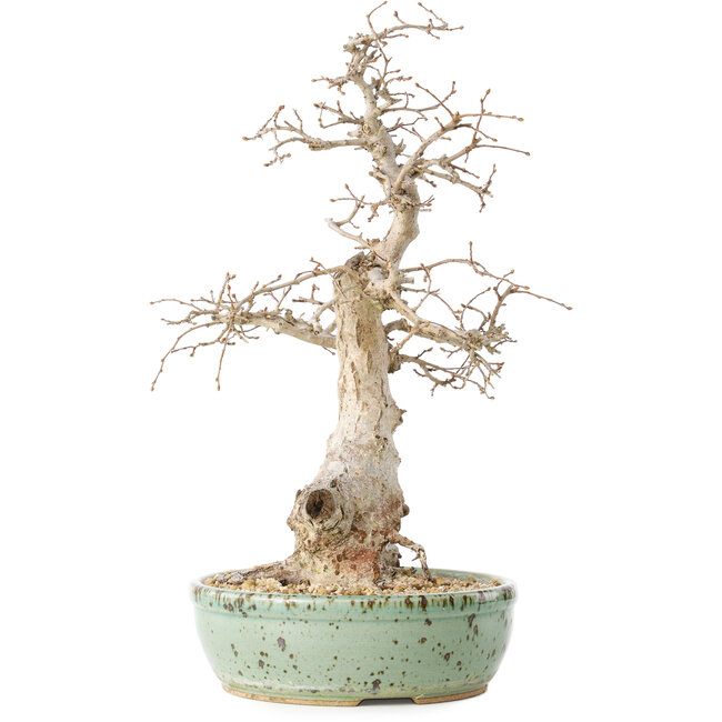Carpinus coreana, 33 cm, ± 30 Jahre alt, mit einem Nebari von 9 cm