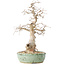Carpinus coreana, 33 cm, ± 30 jaar oud, met een nebari van 9 cm