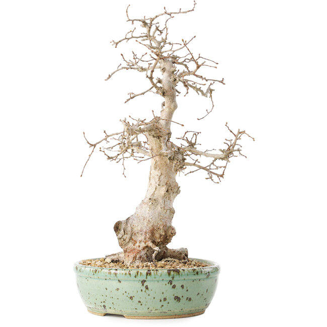 Carpinus coreana, 33 cm, ± 30 jaar oud, met een nebari van 9 cm