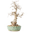 Carpinus coreana, 33 cm, ± 30 anni, con un nebari di 9 cm