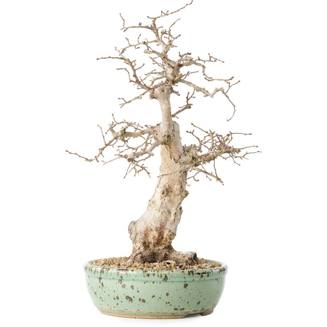 Carpinus coreana, 33 cm, ± 30 jaar oud, met een nebari van 9 cm