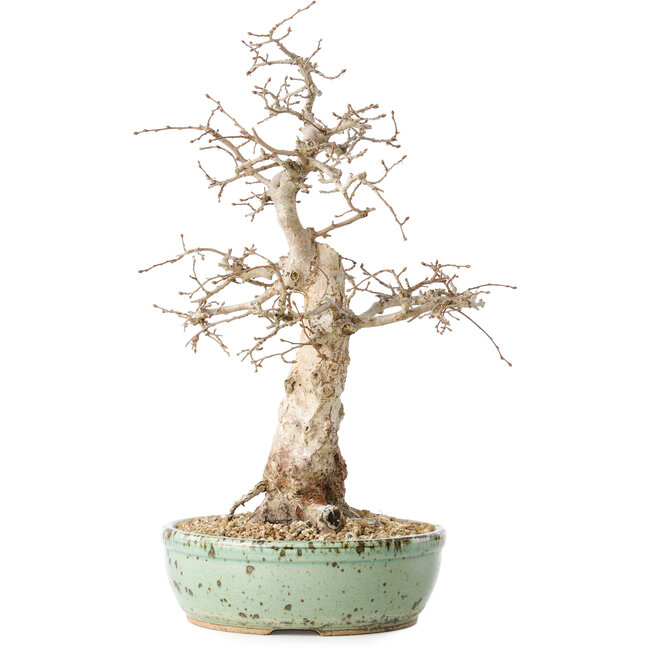 Carpinus coreana, 33 cm, ± 30 jaar oud, met een nebari van 9 cm