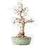 Carpinus coreana, 33 cm, ± 30 jaar oud, met een nebari van 9 cm