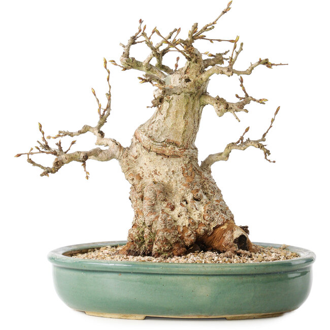Carpinus coreana, 24 cm, ± 30 ans, avec un nebari de 14 cm