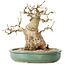 Carpinus coreana, 24 cm, ± 30 ans, avec un nebari de 14 cm