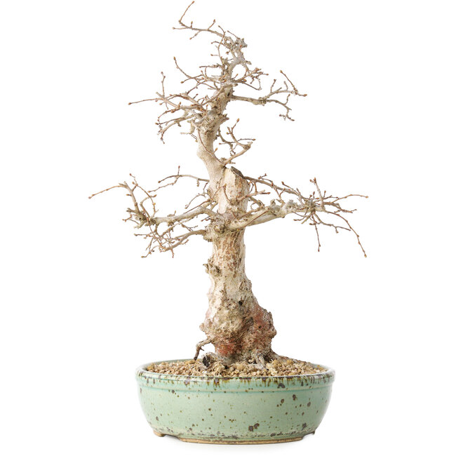 Carpinus coreana, 33 cm, ± 30 jaar oud, met een nebari van 9 cm