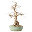 Carpinus coreana, 33 cm, ± 30 anni, con un nebari di 9 cm